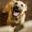 dog bite injuries