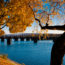 tree with orange leaves near a bridge over water